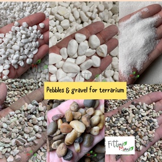 🌳In stock🌳Various pebble 5-10mm. Terrarium pebble. Terrarium gravel. White stone. Plant decoration. Garden pebble. Plant