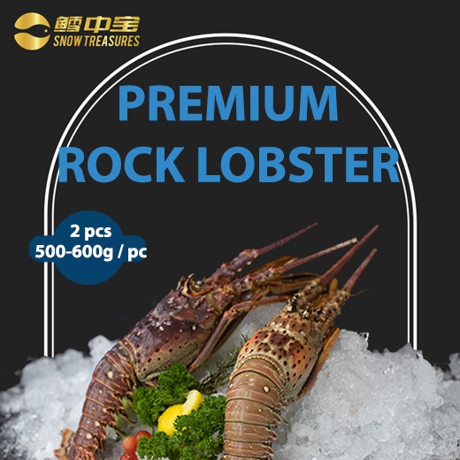 [Snow Treasures] Premium Rock Lobster 2Pc (500g-600g/Pc)