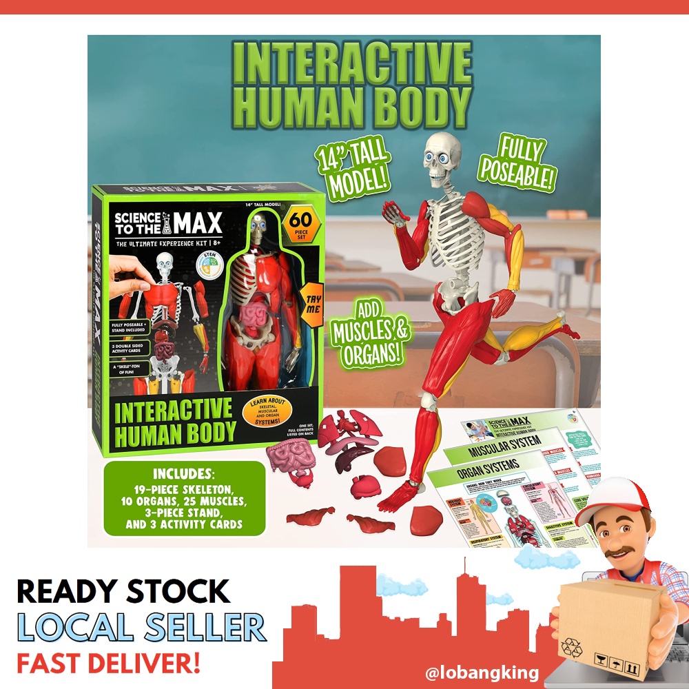 [sgstock] Be Amazing! Toys 2331 Interactive Human Body Fully Poseable