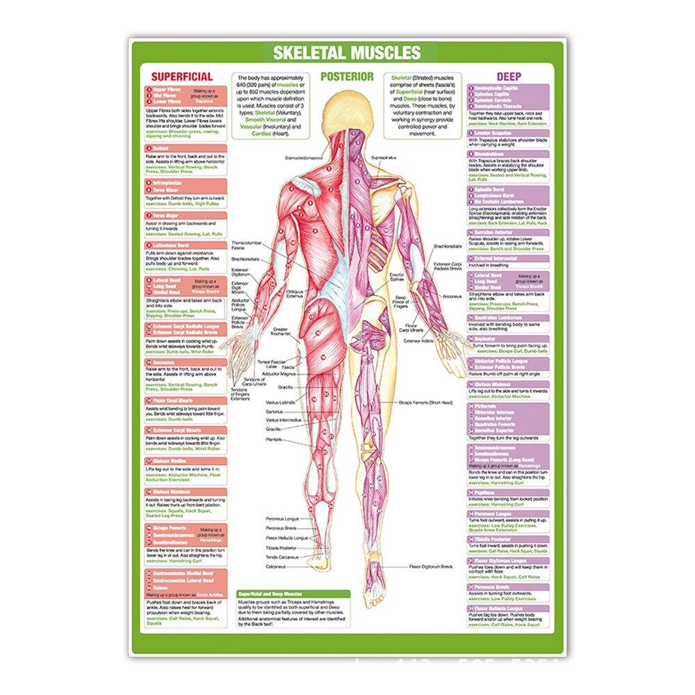 Medical Poster Chart Human Anatomy Diagram Muscle Nerve HD Printing ...