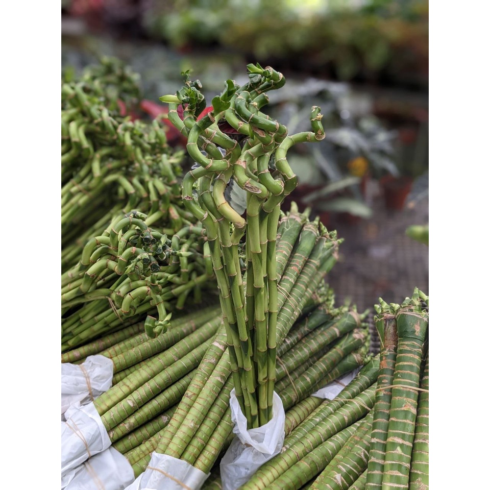 Curly Bamboo Lucky and Interesting Plant Shopee Singapore