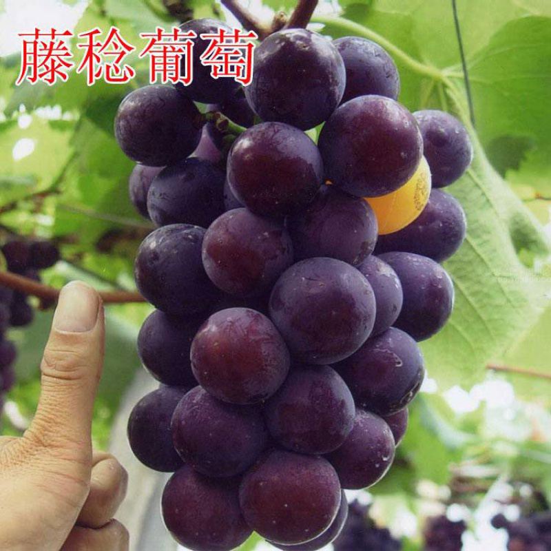 Authentic Japanese Fujimori Grape Seedlings PingPong Grape Seedlings