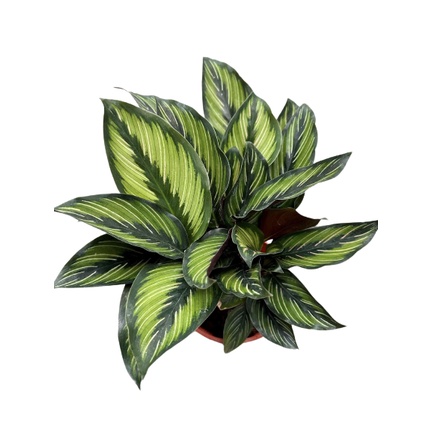 bg