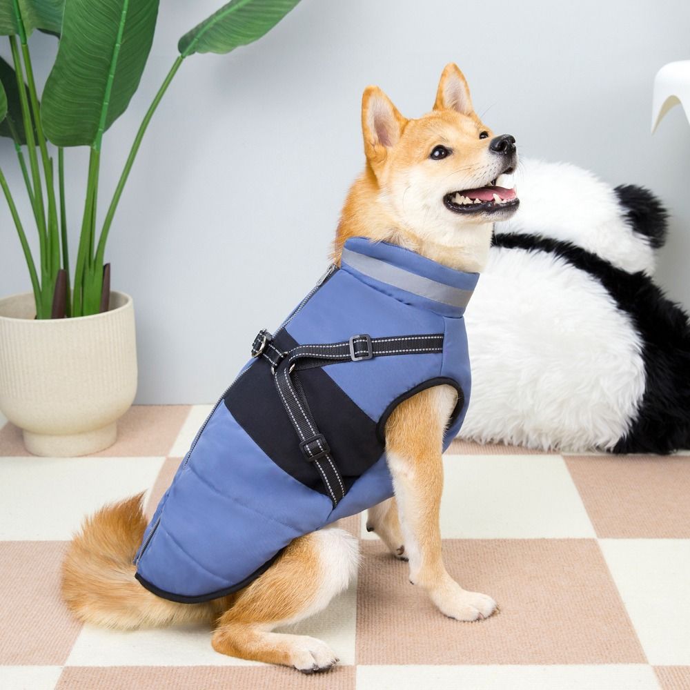 bg