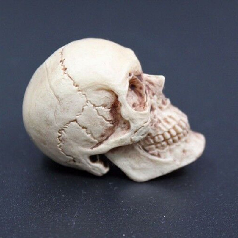 Artificial Skull Mini For Anatomical Scenes Perfect For Home And Decor Gifts_voghion.com