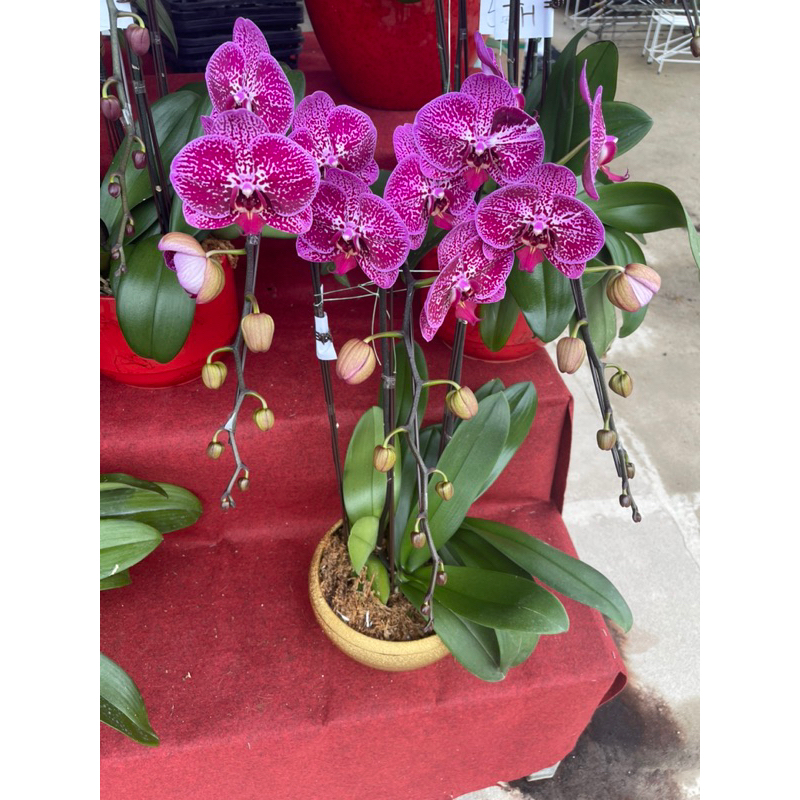 Phalaenopsis orchid 3 in 1 real live plant real live plant free