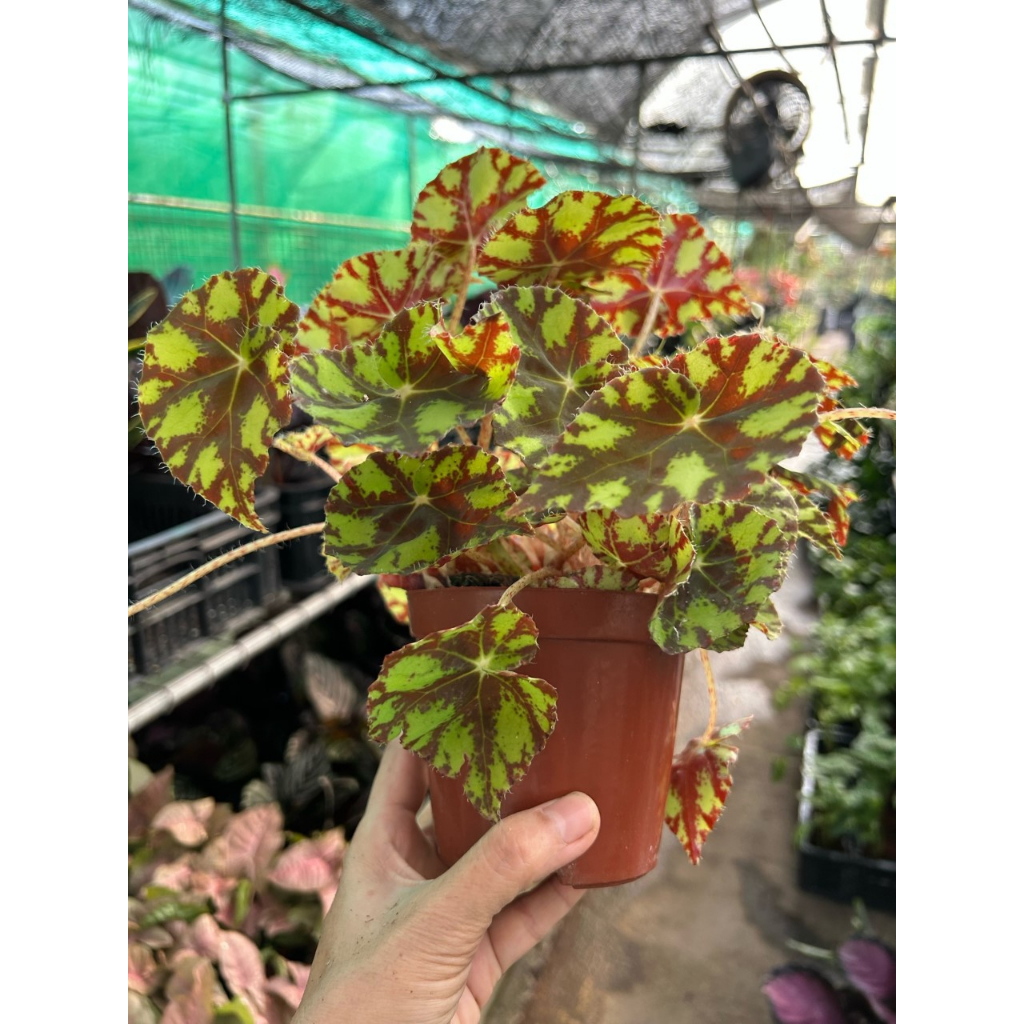 Begonia Tiger Paws (Eyelash Begonia) *Houseplant* | Shopee Singapore