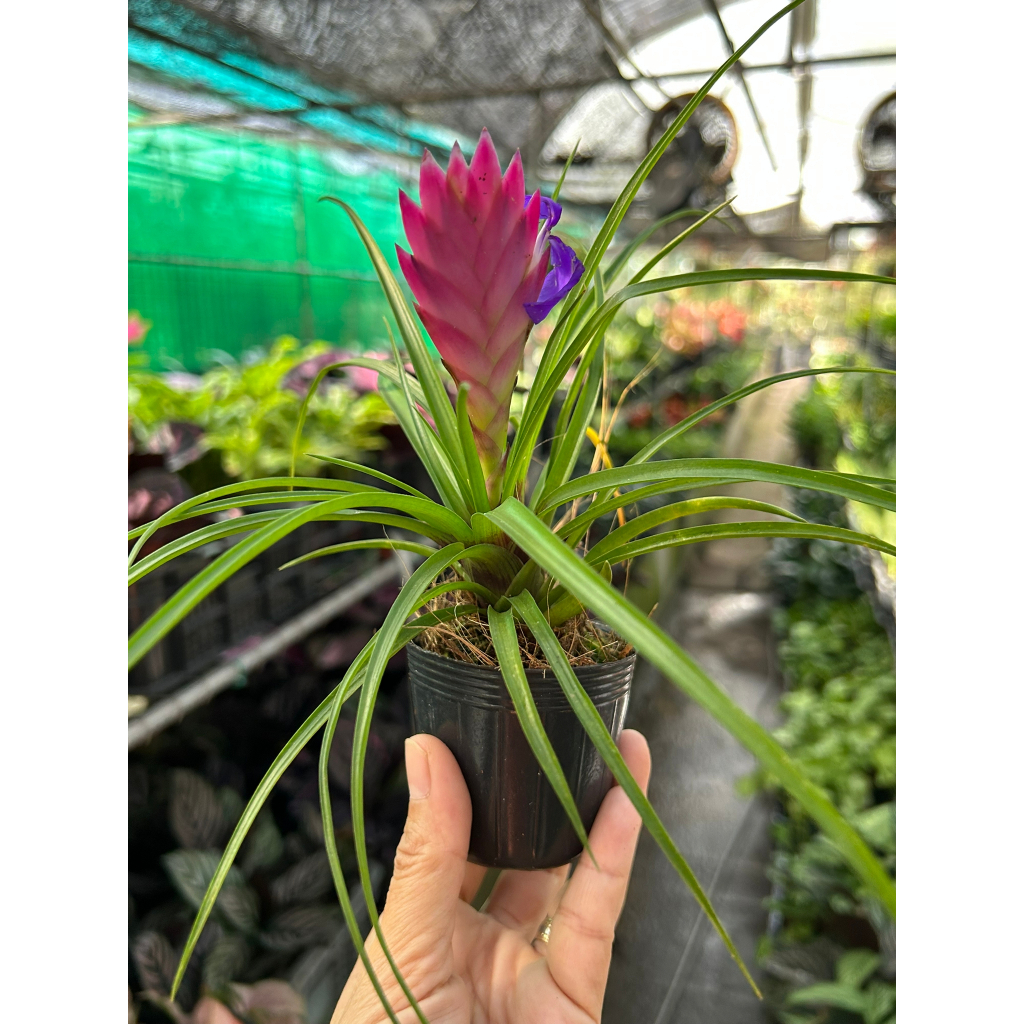 bromeliad Online Deals From Plant & Plant | Shopee Singapore