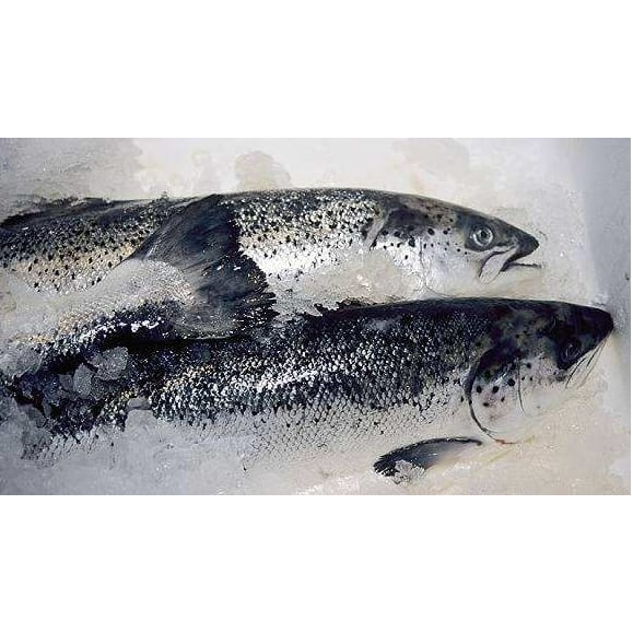 三文鱼 Whole Salmon Fish 5/6kg