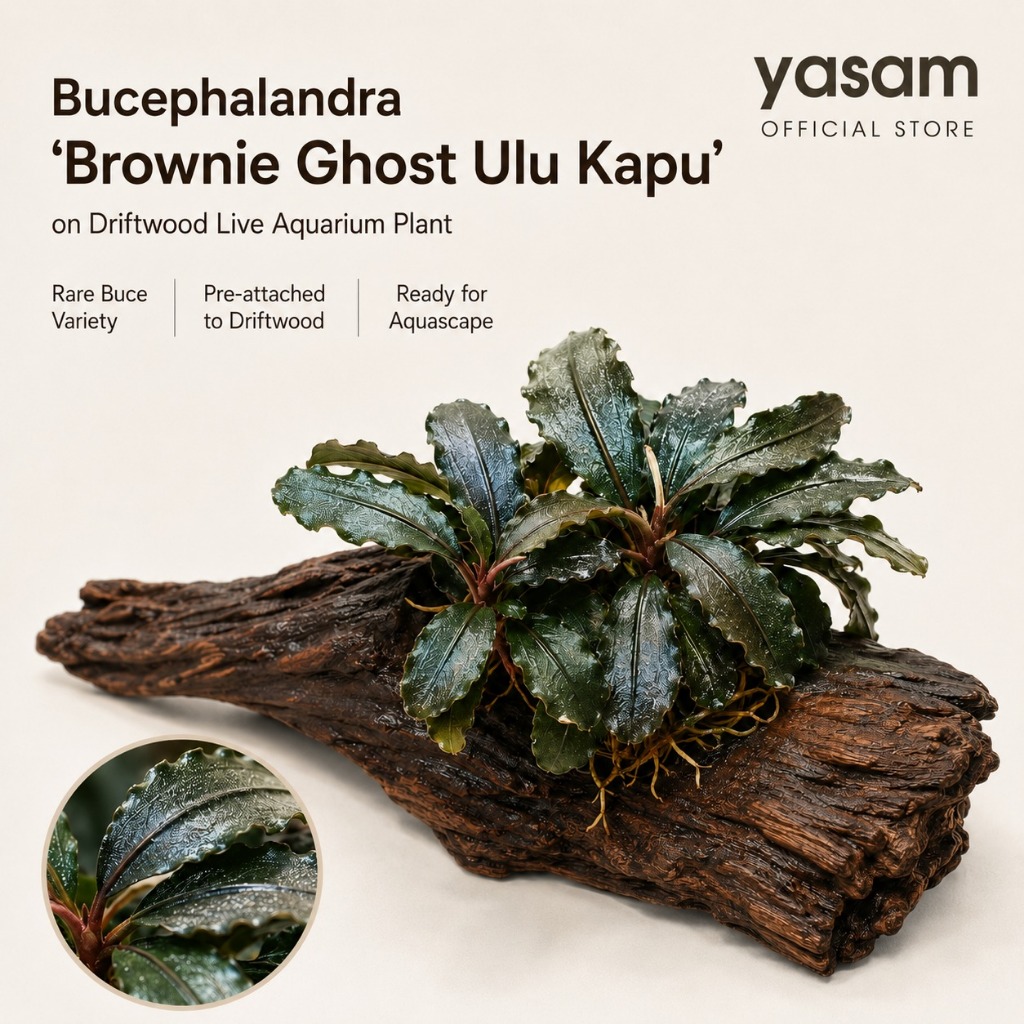 Buy bucephalandra Products At Sale Prices Online - October 2026
