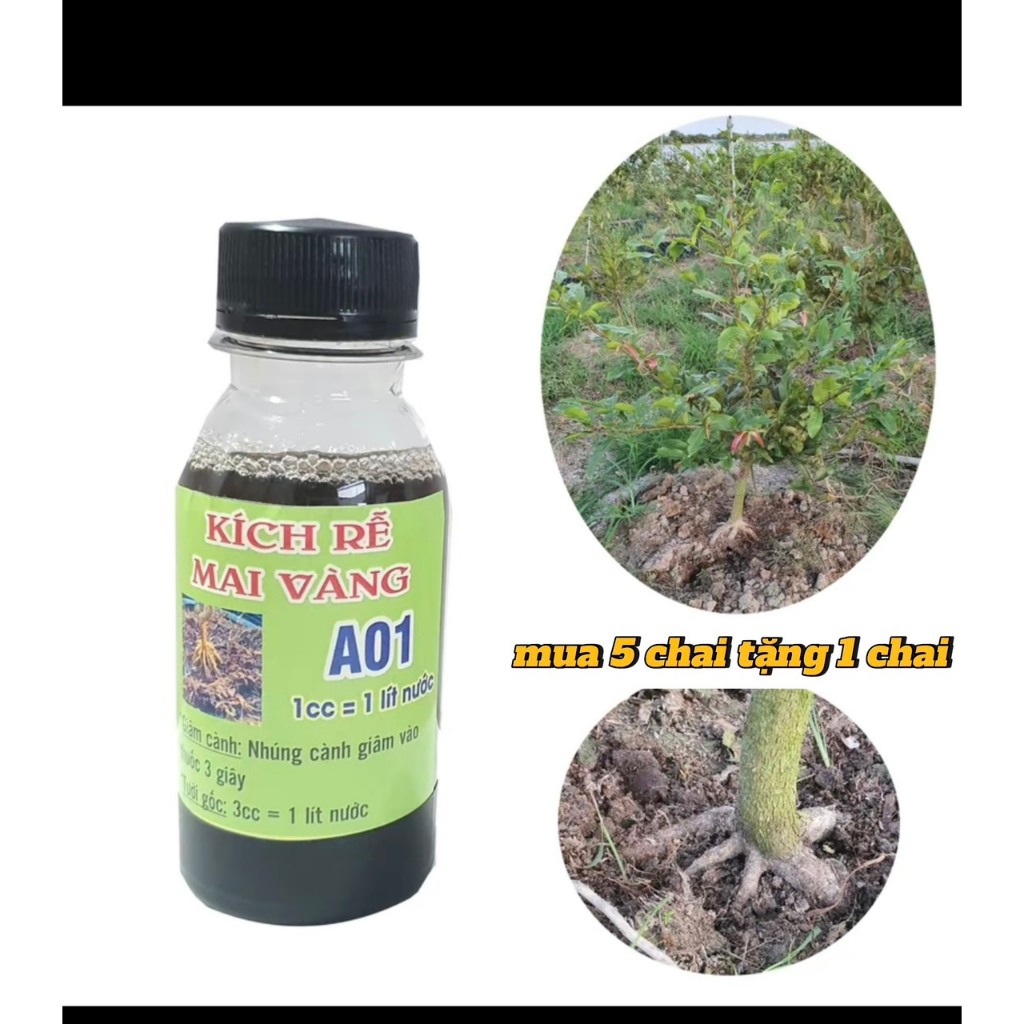 siêu kích rễ A01 sắp - đế