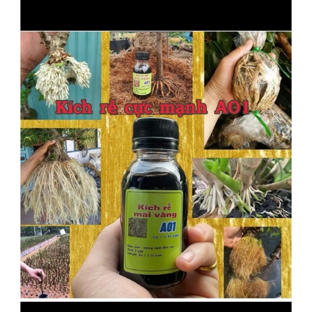 kích thích cây trồng kích rễ A01 sắp - đế