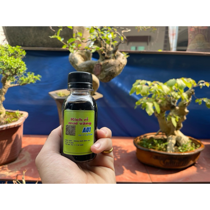 kich rễ cực mạnh A01 -  sắp đế