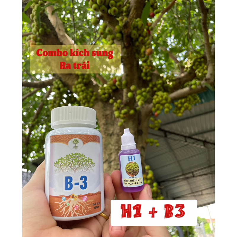 kích sung ra quả H1b3 kích  thích cây ra hoa ra trái ( sung khế hoa lan ...)